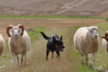 Kelpie-Umtrieb / Bild 57 von 90 / 17.08.2014 12:52 / DSC_4139.JPG