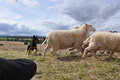 Kelpie-Umtrieb / Bild 59 von 90 / 17.08.2014 12:53 / DSC_6248.JPG