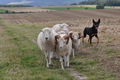 Kelpie-Umtrieb / Bild 60 von 90 / 17.08.2014 12:59 / DSC_4210.JPG