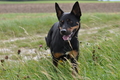 Kelpie-Umtrieb / Bild 61 von 90 / 17.08.2014 13:01 / DSC_4257.JPG