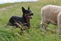 Kelpie-Umtrieb / Bild 62 von 90 / 17.08.2014 13:02 / DSC_4270.JPG