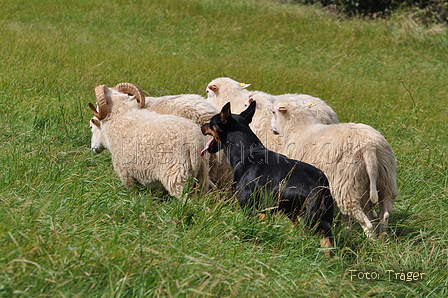 Kelpie-Umtrieb / Bild 65 von 90 / 17.08.2014 13:03 / DSC_4365.JPG