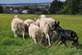 Kelpie-Umtrieb / Bild 67 von 90 / 17.08.2014 13:05 / DSC_6299.JPG