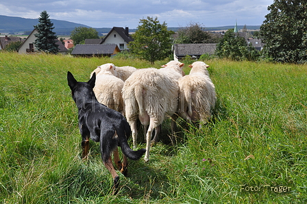 Kelpie-Umtrieb / Bild 69 von 90 / 17.08.2014 13:06 / DSC_6367.JPG