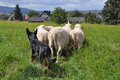 Kelpie-Umtrieb / Bild 69 von 90 / 17.08.2014 13:06 / DSC_6367.JPG