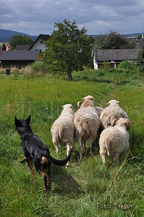 Kelpie-Umtrieb / Bild 70 von 90 / 17.08.2014 13:06 / DSC_6385.JPG