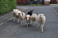 Kelpie-Umtrieb / Bild 71 von 90 / 17.08.2014 13:20 / DSC_6487.JPG