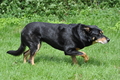 Kelpie-Umtrieb / Bild 76 von 90 / 17.08.2014 13:59 / DSC_4467.JPG