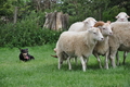 Kelpie-Umtrieb / Bild 83 von 90 / 17.08.2014 14:18 / DSC_6841.JPG