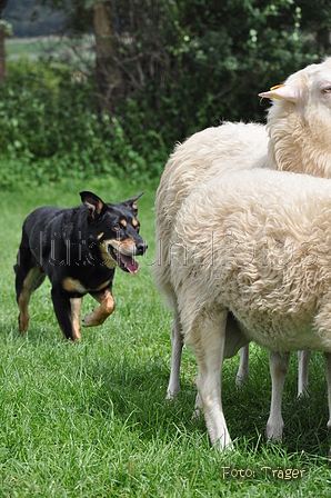 Kelpie-Umtrieb / Bild 85 von 90 / 17.08.2014 14:20 / DSC_6867.JPG