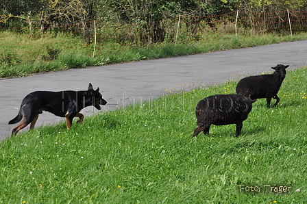 Kelpie-Umtrieb / Bild 87 von 90 / 17.08.2014 15:16 / DSC_4799.JPG