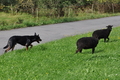 Kelpie-Umtrieb / Bild 87 von 90 / 17.08.2014 15:16 / DSC_4799.JPG