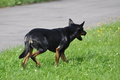 Kelpie-Umtrieb / Bild 88 von 90 / 17.08.2014 15:17 / DSC_4801.JPG