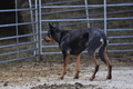 Kelpie-Umtrieb / Bild 90 von 90 / 17.08.2014 15:25 / DSC_4939.JPG