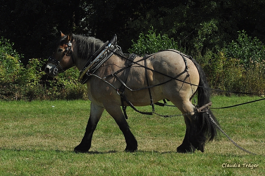 Pferdestark / Bild 22 von 76 / 24.08.2019 11:13 / DSC_2963.JPG