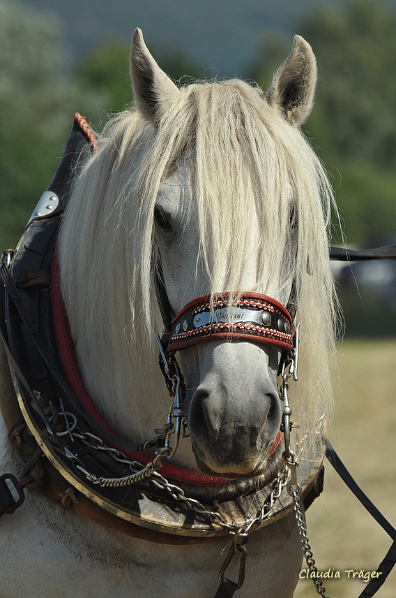 Pferdestark / Bild 39 von 76 / 24.08.2019 11:58 / DSC_3569.JPG