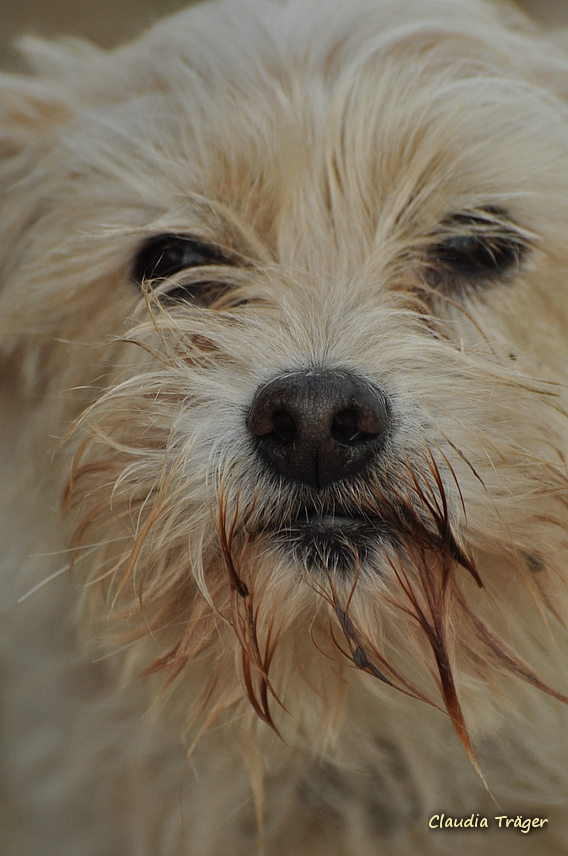 Pferdestark / Bild 67 von 76 / 24.08.2019 12:33 / DSC_3963.JPG