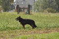 VDL Bundeshüten 2015 / Bild 24 von 169 / 12.09.2015 14:20 / DSC_7369.JPG