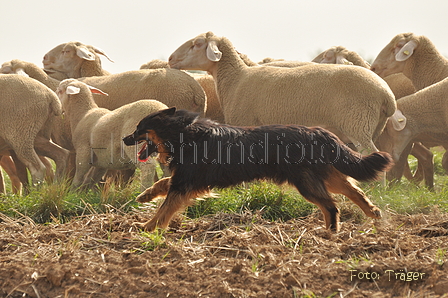 VDL Bundeshüten 2015 / Bild 30 von 169 / 12.09.2015 14:32 / DSC_7508.JPG