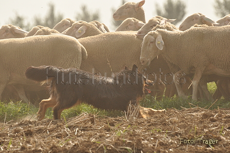 VDL Bundeshüten 2015 / Bild 31 von 169 / 12.09.2015 14:32 / DSC_7533.JPG