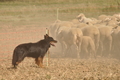 VDL Bundeshüten 2015 / Bild 32 von 169 / 12.09.2015 14:34 / DSC_7565.JPG