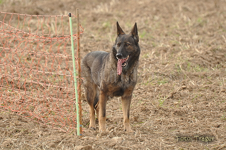 VDL Bundeshüten 2015 / Bild 36 von 169 / 12.09.2015 14:57 / DSC_7706.JPG