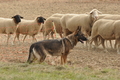 VDL Bundeshüten 2015 / Bild 37 von 169 / 12.09.2015 14:59 / DSC_7723.JPG