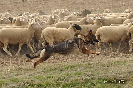 VDL Bundeshüten 2015 / Bild 38 von 169 / 12.09.2015 14:59 / DSC_7725.JPG