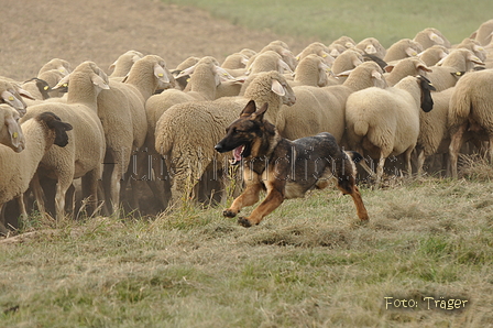 VDL Bundeshüten 2015 / Bild 40 von 169 / 12.09.2015 14:59 / DSC_7729.JPG