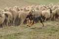 VDL Bundeshüten 2015 / Bild 40 von 169 / 12.09.2015 14:59 / DSC_7729.JPG