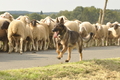 VDL Bundeshüten 2015 / Bild 57 von 169 / 12.09.2015 15:28 / DSC_8097.JPG