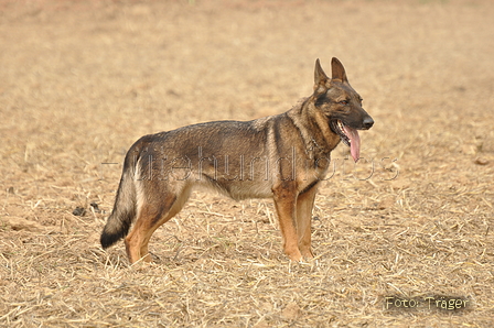 VDL Bundeshüten 2015 / Bild 65 von 169 / 12.09.2015 15:34 / DSC_8172.JPG