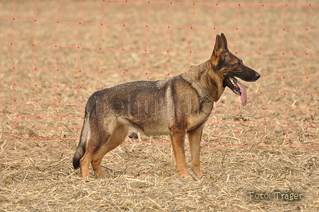 VDL Bundeshüten 2015 / Bild 69 von 169 / 12.09.2015 15:35 / DSC_8208.JPG