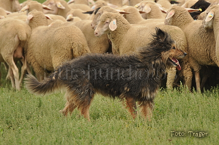 VDL Bundeshüten 2015 / Bild 79 von 169 / 12.09.2015 16:00 / DSC_8429.JPG