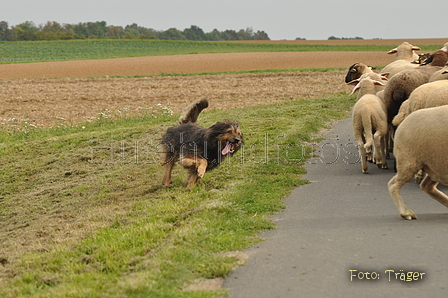 VDL Bundeshüten 2015 / Bild 88 von 169 / 12.09.2015 16:42 / DSC_8707.JPG