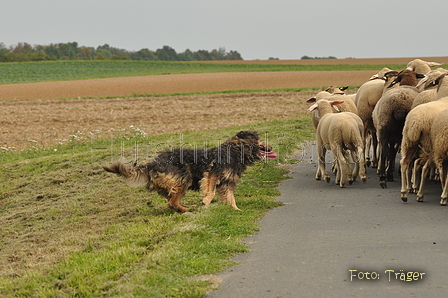 VDL Bundeshüten 2015 / Bild 90 von 169 / 12.09.2015 16:42 / DSC_8709.JPG