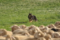 VDL Bundeshüten 2015 / Bild 114 von 169 / 13.09.2015 09:30 / DSC_9363.JPG