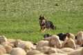 VDL Bundeshüten 2015 / Bild 115 von 169 / 13.09.2015 09:30 / DSC_9365.JPG