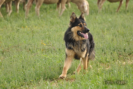 VDL Bundeshüten 2015 / Bild 116 von 169 / 13.09.2015 09:33 / DSC_9390.JPG