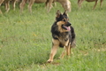 VDL Bundeshüten 2015 / Bild 116 von 169 / 13.09.2015 09:33 / DSC_9390.JPG