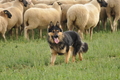 VDL Bundeshüten 2015 / Bild 117 von 169 / 13.09.2015 09:35 / DSC_9410.JPG