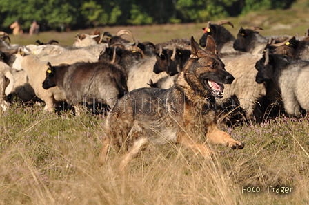 VDL Landeshüten Niedersachsen 2015 / Bild 4 von 33 / 22.08.2015 10:02 / DSC_2893.JPG