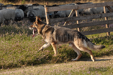 VDL Landeshüten Niedersachsen 2015 / Bild 5 von 33 / 22.08.2015 10:05 / DSC_2934.JPG