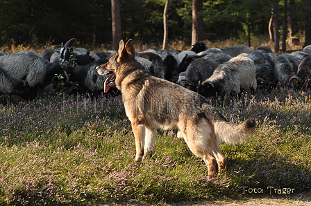 VDL Landeshüten Niedersachsen 2015 / Bild 8 von 33 / 22.08.2015 10:06 / DSC_2994.JPG