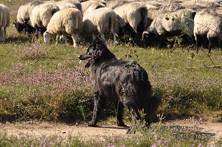 VDL Landeshüten Niedersachsen 2015 / Bild 15 von 33 / 22.08.2015 10:55 / DSC_3283.JPG