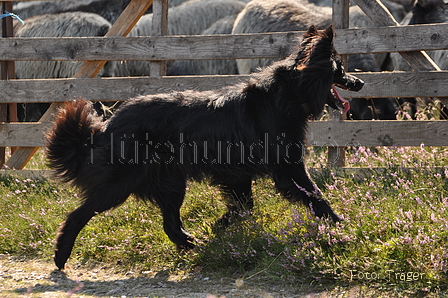 VDL Landeshüten Niedersachsen 2015 / Bild 19 von 33 / 22.08.2015 11:07 / DSC_3429.JPG