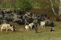 Zuchttauglichkeitsprüfung Undeloh 2022 / Bild 71 von 156 / 06.11.2022 13:43 / DSC_2360.JPG