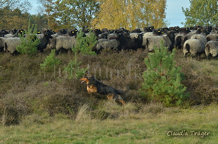 Zuchttauglichkeitsprüfung Undeloh 2022 / Bild 81 von 156 / 06.11.2022 13:52 / DSC_2646.JPG