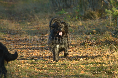 Zuchttauglichkeitsprüfung Undeloh 2022 / Bild 106 von 156 / 06.11.2022 14:41 / DSC_3087.JPG